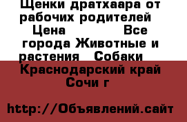 Щенки дратхаара от рабочих родителей › Цена ­ 22 000 - Все города Животные и растения » Собаки   . Краснодарский край,Сочи г.